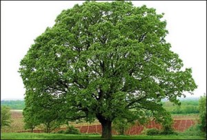 Irish Oak